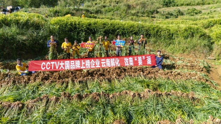 墨江象鼻村生姜大丰登！从种植、施肥到采摘，云南解化全程“呵护”